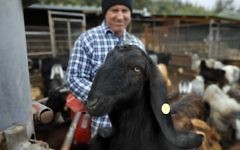 Le berger israélien Avshalom Yaaran avec une chèvre noire, près de Nes Harim le 22 novembre 2017.(Crédit : AFP / MENAHEM KAHANA)