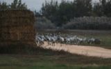 Une photo prise le 16 novembre 2017 montre des pélicans au lac Agamon dans la vallée de Hula dans le nord d'Israël.
(Crédit : AFP / MENAHEM KAHANA)