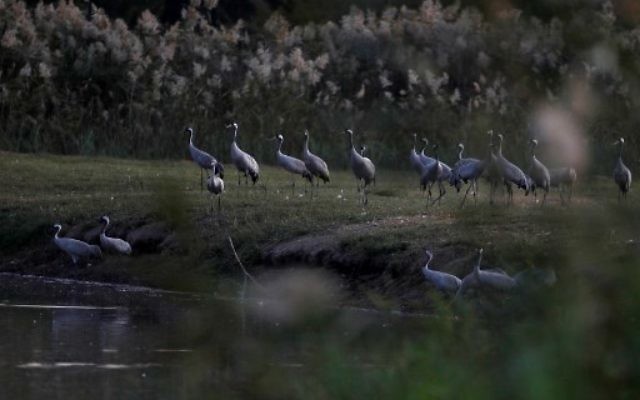 Une photo prise le 16 novembre 2017 montre des pélicans au lac Agamon dans la vallée de Hula dans le nord d'Israël.
Plus d'un demi-milliard d'oiseaux de quelque 400 espèces différentes traversent la vallée du Jourdain pour l'Afrique et retournent en Europe au cours de l'année. Quelque 40 000 grues grises sont restées pendant l'hiver dans le lac Agamon au lieu de migrer vers l'Afrique, profitant de la sécurité de cette source d'eau artificielle. Les agriculteurs locaux nourrissent les oiseaux avec du maïs dans le but de les empêcher de détruire leurs champs agricoles. (Crédit : AFP / MENAHEM KAHANA)