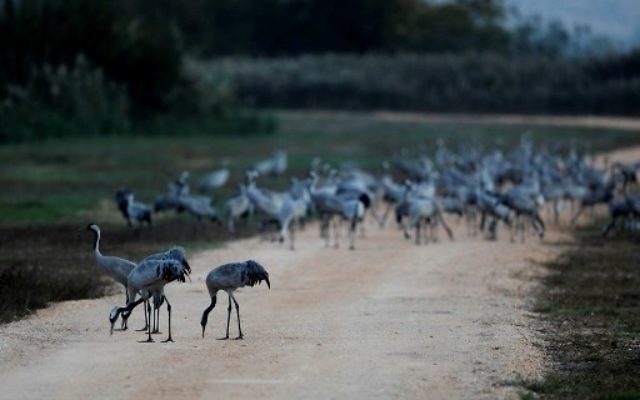 Une photo prise le 16 novembre 2017 montre des pélicans au lac Agamon dans la vallée de Hula dans le nord d'Israël.
Plus d'un demi-milliard d'oiseaux de quelque 400 espèces différentes traversent la vallée du Jourdain pour l'Afrique et retournent en Europe au cours de l'année. Quelque 40 000 grues grises sont restées pendant l'hiver dans le lac Agamon au lieu de migrer vers l'Afrique, profitant de la sécurité de cette source d'eau artificielle. Les agriculteurs locaux nourrissent les oiseaux avec du maïs dans le but de les empêcher de détruire leurs champs agricoles. (Crédit : AFP / MENAHEM KAHANA)