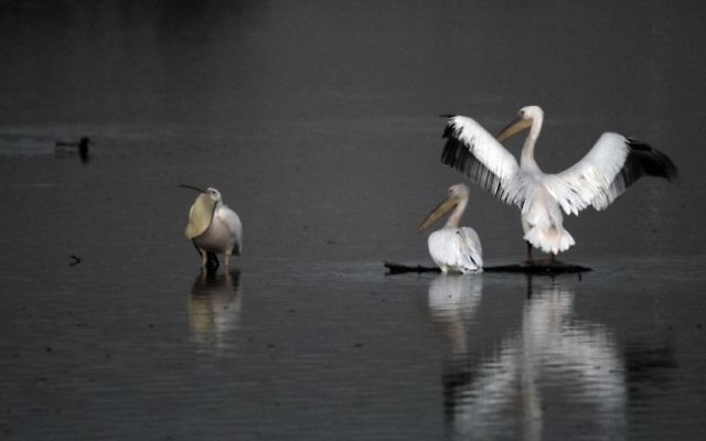 Une photo prise le 16 novembre 2017 montre des pélicans au lac Agamon dans la vallée de Hula dans le nord d'Israël.
Plus d'un demi-milliard d'oiseaux de quelque 400 espèces différentes traversent la vallée du Jourdain pour l'Afrique et retournent en Europe au cours de l'année. Quelque 40 000 grues grises sont restées pendant l'hiver dans le lac Agamon au lieu de migrer vers l'Afrique, profitant de la sécurité de cette source d'eau artificielle. Les agriculteurs locaux nourrissent les oiseaux avec du maïs dans le but de les empêcher de détruire leurs champs agricoles. (Crédit : AFP / MENAHEM KAHANA) Une photo prise le 16 novembre 2017 montre des pélicans au lac Agamon dans la vallée de Hula dans le nord d'Israël.
Plus d'un demi-milliard d'oiseaux de quelque 400 espèces différentes traversent la vallée du Jourdain pour l'Afrique et retournent en Europe au cours de l'année. Quelque 40 000 grues grises sont restées pendant l'hiver dans le lac Agamon au lieu de migrer vers l'Afrique, profitant de la sécurité de cette source d'eau artificielle. Les agriculteurs locaux nourrissent les oiseaux avec du maïs dans le but de les empêcher de détruire leurs champs agricoles. (Crédit : AFP / MENAHEM KAHANA)