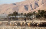 Un berger palestinien, dans la vallée du Jourdain, le 20 novembre 2009. (Crédit :  Yossi Zamir/Flash90)