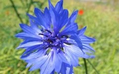 Un bleuet, un symbole longtemps associé au nazisme en Autriche. (Crédit : CC BY-SA 3.0, Kristian Peters, Wikipedia)