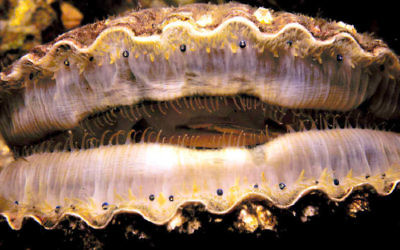 Les yeux de la coquille saint jacques sont visibles sous la forme de points noirs brillants sur le bord du manteau de la coquille Saint-Jacques entrouverte (Crédit : Domaine public/Wikipedia)