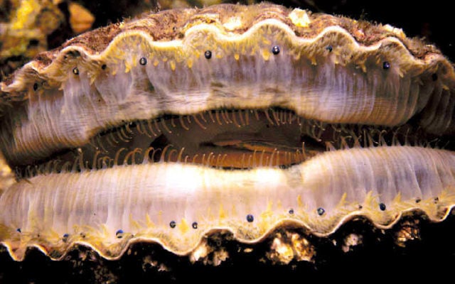 Les yeux de la coquille saint jacques sont visibles sous la forme de points noirs brillants sur le bord du manteau de la coquille Saint-Jacques entrouverte (Crédit : Domaine public/Wikipedia)