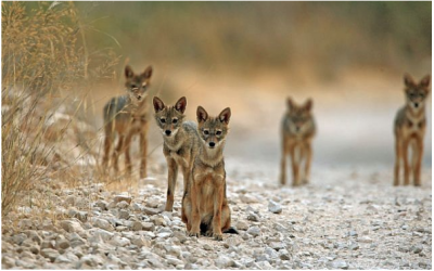 Groupe de chacals sur une route de montagne près de Jérusalem, le 4 août 2008. (Haim Shohat/Flash90)