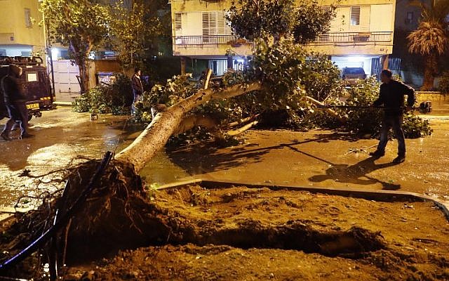 Des troncs d'arbres tombés bloquent les routes à Netanya, au nord de Tel Aviv, pendant une tempête, le 18 janvier 2018. (Crédit : AFP / JACK GUEZ)