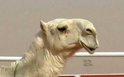 Un participant au Festival du Chameau du roi Abdulaziz 2018 (Crédit : Capture d'écran YouTube)