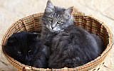 Une photo d’illustration de chat (Nati Shohat / Flash90)