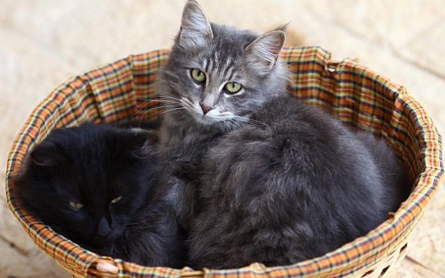 Une photo d’illustration de chat (Nati Shohat / Flash90)