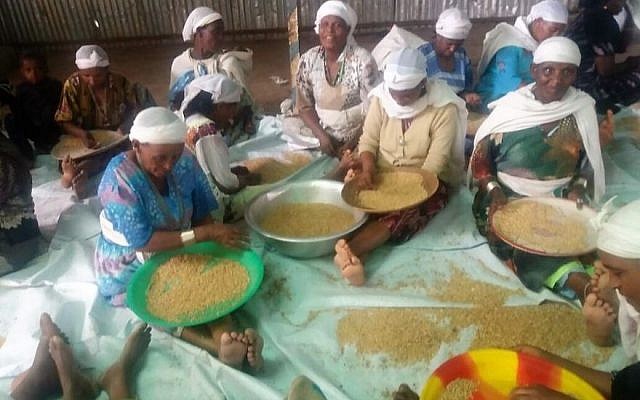 Les femmes éthiopiennes de Gondar trient le blé en préparation de la fabrication de la matsa (Crédit : Autorisation lutte pour l'Alyah éthiopienne)