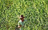Un employé s'occupe de plants de cannabis dans une exploitation agricole de la société Tikkoun Olam près de la ville de Safed, dans le nord d'Israël, le 31 août 2010. (Crédit : Abir Sultan/Flash 90)