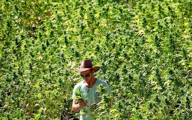 Un employé s'occupe de plants de cannabis dans une exploitation agricole de la société Tikkoun Olam près de la ville de Safed, dans le nord d'Israël, le 31 août 2010. (Crédit : Abir Sultan/Flash 90) Un employé s'occupe de plants de cannabis dans une exploitation agricole de la société Tikkoun Olam près de la ville de Safed, dans le nord d'Israël, le 31 août 2010. (Crédit : Abir Sultan/Flash 90)