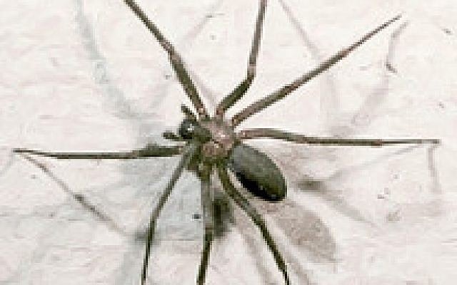 Une araignée "veuve brune" ou « recluse brune » [Loxosceles reclusa] (Photo : Domaine public)