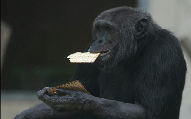Un chimpanzé du zoo de Ramat Gan mange de la matsa de Pessah (Crédit : Gideon Markowicz pour le zoo de Ramat Gan) Un chimpanzé du zoo de Ramat Gan mange de la matsa de Pessah (Crédit : Gideon Markowicz pour le zoo de Ramat Gan)