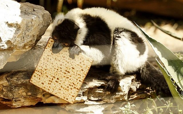 Une photo prise le 27 mars 2018 au parc zoologique de Ramat Gan, près de Tel Aviv, montre un lémurien mangeant de la matsa (pain sans levain) traditionnelle avant la fête juive de Pessah (Crédit : AFP PHOTO / JACK GUEZ) Une photo prise le 27 mars 2018 au parc zoologique de Ramat Gan, près de Tel Aviv, montre un lémurien mangeant de la matsa (pain sans levain) traditionnelle avant la fête juive de Pessah (Crédit : AFP PHOTO / JACK GUEZ)
