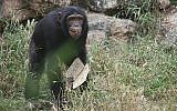 Un chimpanzé avec deux tranches de matsa au zoo de Ramat Gan à proximité de Tel Aviv, non-daté (Crédit : Gideon Markowicz pour le zoo de Ramat Gan)