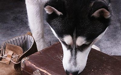 Photo illustrative d'un chien reniflant des bagages (iStock/Vi_L)