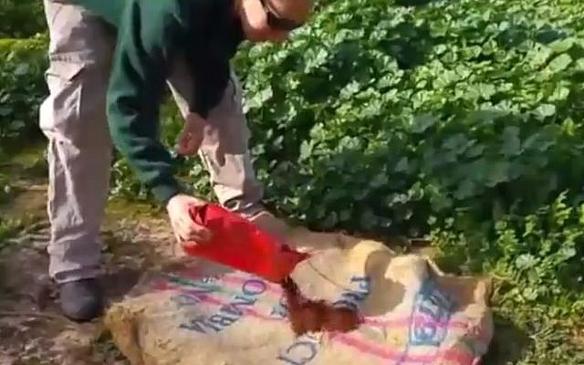 Yifat, gardien au Ramat Gan Safari, près de Tel Aviv, répand de la poudre de café sur un sac de jute pour les lions. (Capture d'écran)