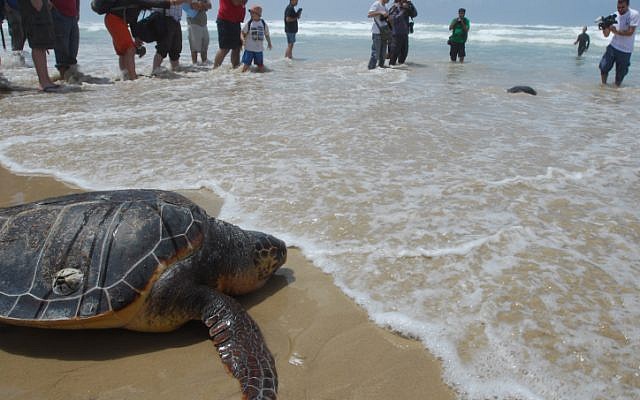 Illustration : Une tortue de mer sauvée retourne à la mer après avoir été libérée par les membres du centre national de sauvetage des tortues de mer (Crédit : Gili Yaari/Flash90)