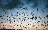 Une volée d'oiseaux (Ocs_12, iStock by Getty Images)