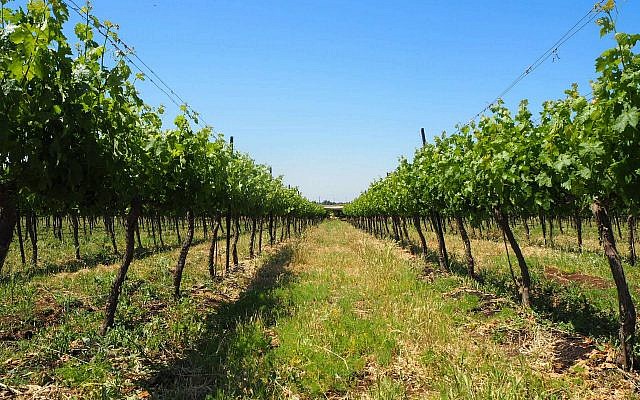 Rangée de vignes du domaine Seror à Avnei Etan sur le plateau du Golan (Crédit: Pierre-Simon Assouline)
