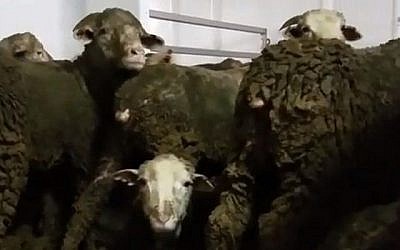 Image non datée de moutons destinés aux industries de la viande du Moyen-Orient en provenance d'Australie qui sont tellement entassés qu'ils sont obligés de rester debout, recouverts d'excréments, pendant plus de trois semaines de voyage par mer. (Capture d'écran : Hadashot news)