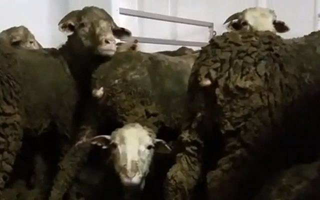 Image non datée de moutons destinés aux industries de la viande du Moyen-Orient en provenance d'Australie qui sont tellement entassés qu'ils sont obligés de rester debout, recouverts d'excréments, pendant plus de trois semaines de voyage par mer. (Capture d'écran : Hadashot news) Image non datée de moutons destinés aux industries de la viande du Moyen-Orient en provenance d'Australie qui sont tellement entassés qu'ils sont obligés de rester debout, recouverts d'excréments, pendant plus de trois semaines de voyage par mer. (Capture d'écran : Hadashot news)