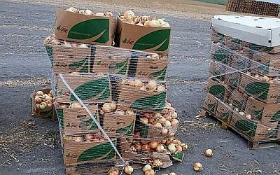 Des oignons provenant des champs du kibboutz Manara dans le nord d'Israël le 28 mai 2018, où 200 kilos d'oignons ont été volés. (Galil Golan)