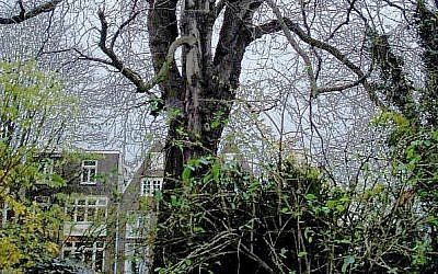 Le châtaignier d'Anne Frank. (Crédit : CC BY huliana90212, Wikimedia Commons)