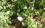 Ceps de vigne d'un vignoble palestinien de Cisjordanie détruit lors d'un crime de haine le 22 mai 2018 (Municipalité de Halhul).