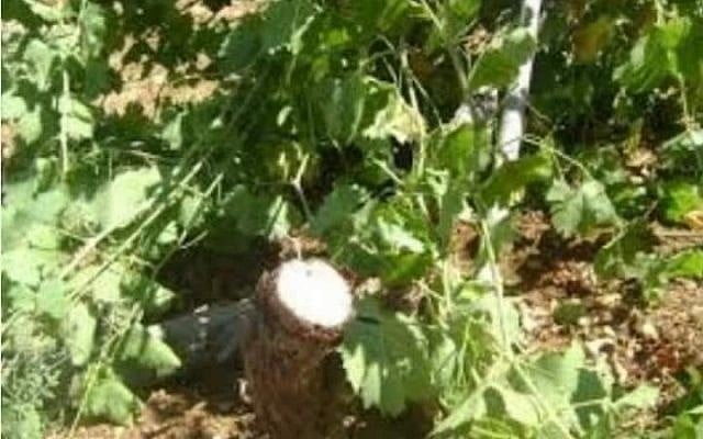 Ceps de vigne d'un vignoble palestinien de Cisjordanie détruit lors d'un crime de haine le 22 mai 2018 (Municipalité de Halhul). Ceps de vigne d'un vignoble palestinien de Cisjordanie détruit lors d'un crime de haine le 22 mai 2018 (Municipalité de Halhul).