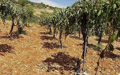 Un vignoble palestinien près de Hébron où quelque 400 pieds de vigne ont été arrachés lors d'un crime de haine le 16 mai 2018. (B'Tselem)