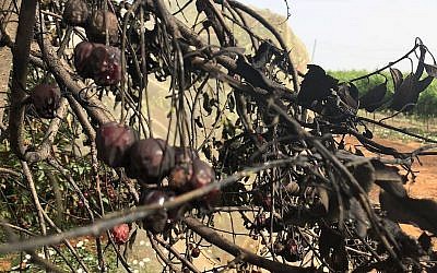 Un cerisier incendié dans une attaque apparentée à un crime de haine dans l'implantation de Kfar Etzion, le 23 mai 2018 (Crédit : Yaron Rosenthal/Kfar Etzion Field School)