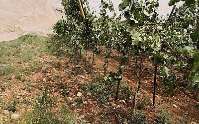Un vignoble palestinien près de Ramallah a été la cible d'un crime de haine présumé le 29 mai 2018. (Iyad Haddad/B'Tselem)