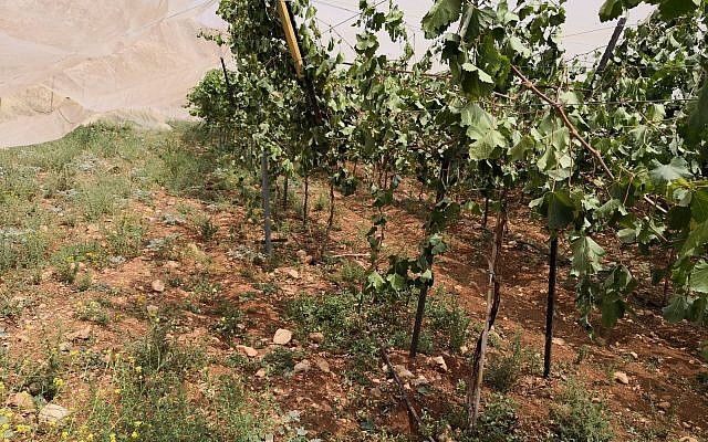 Un vignoble palestinien près de Ramallah a été la cible d'un crime de haine présumé le 29 mai 2018. (Iyad Haddad/B'Tselem) Un vignoble palestinien près de Ramallah a été la cible d'un crime de haine présumé le 29 mai 2018. (Iyad Haddad/B'Tselem)