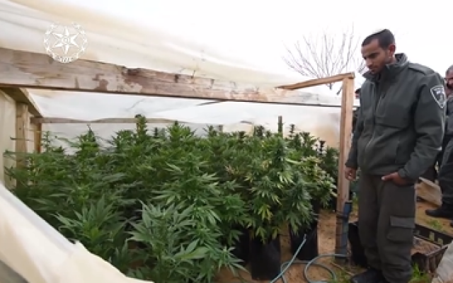 Un agent de la police des frontières examine les plants de marijuana découverts lors d'une saisie de drogue dans un village bédouin du Néguev en février 2018. (Police d'Israël) Un agent de la police des frontières examine les plants de marijuana découverts lors d'une saisie de drogue dans un village bédouin du Néguev en février 2018. (Police d'Israël)