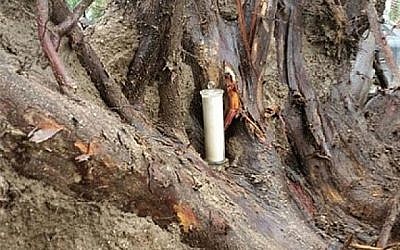 Le pot contenant une copie de 70 ans de la Déclaration d'Indépendance d'Israël a été révélé lorsqu'une tempête a déraciné un arbre au kibboutz Degania Alef dans la vallée du Jourdain, en avril 2018. (Conseil régional de Jordan Valley).
