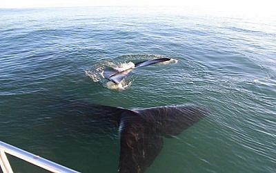 Une baleine bleue rare au large de la côte d'Eilat, le 29 mai 2018 (Crédit : Autorité israélienne de la nature et des parcs)