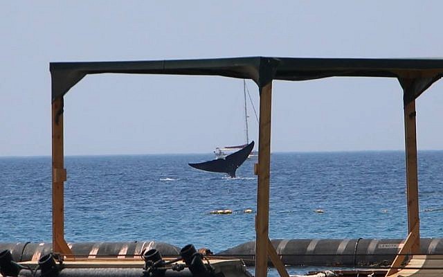 Une baleine bleue rare au large de la côte d'Eilat, le 29 mai 2018 (Crédit : Autorité israélienne de la nature et des parcs)