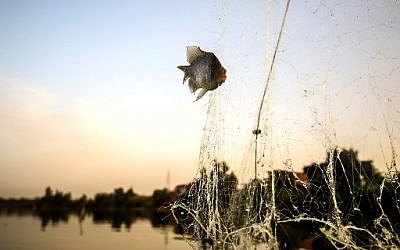 Photo prise le 16 juin 2018 montrant un poisson de la mer pharaonique dans un filet, dans le village de Kafr Fisha. (Crédit : AFP / MOHAMED EL-SHAHED