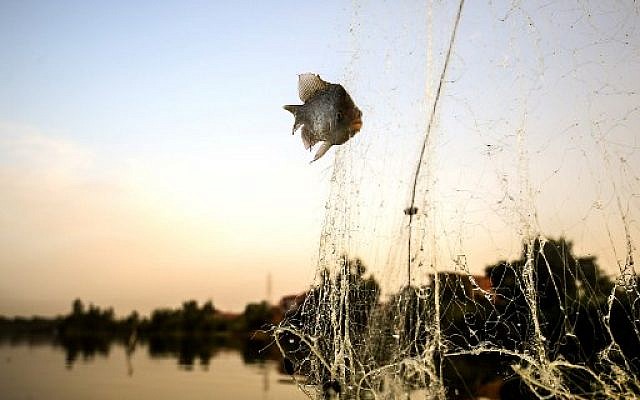 Photo prise le 16 juin 2018 montrant un poisson de la mer pharaonique dans un filet, dans le village de Kafr Fisha. (Crédit : AFP / MOHAMED EL-SHAHED Photo prise le 16 juin 2018 montrant un poisson de la mer pharaonique dans un filet, dans le village de Kafr Fisha. (Crédit : AFP / MOHAMED EL-SHAHED