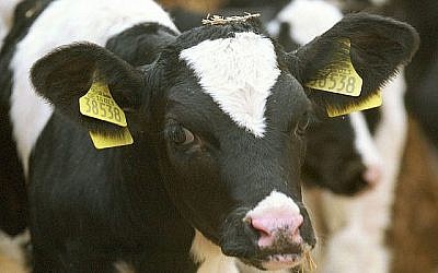 Image illustrative d'un veau dans un enclos avant l'abattage. (Sean Gallup/Getty Images via JTA)