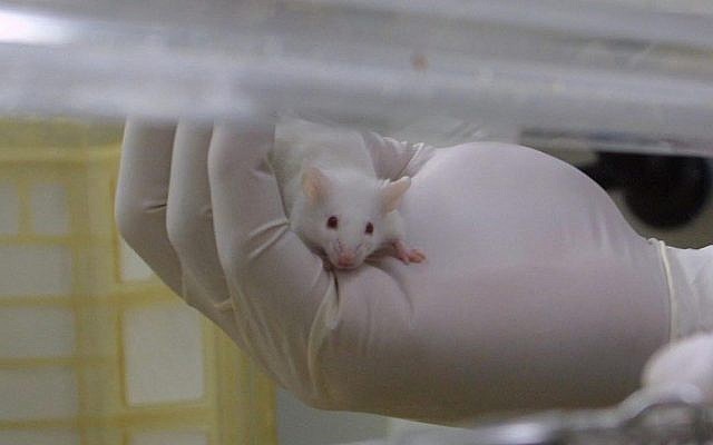 Photo d'illustration : Une souris de laboratoire (Crédit : Flash 90)