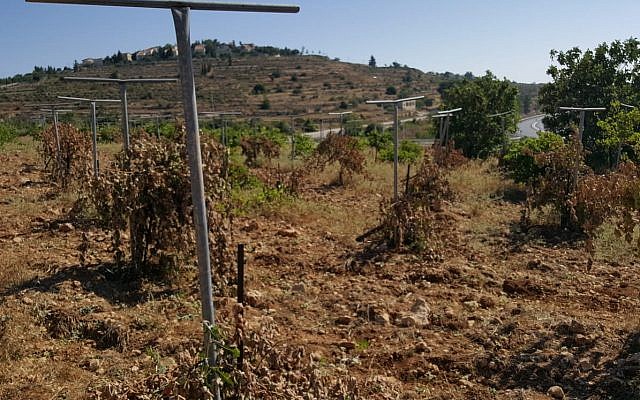 Des vignes coupées dans un crime de haine apparent dans le village palestinien d'al-Khader, le 5 juillet 2018. (Crédit : Islam Jabbar)