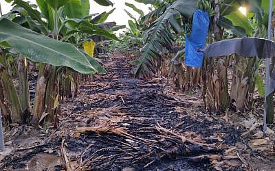 Un champ de bananes endommagé par un ballon incendiaire de la bande de Gaza dans la région d'Eshkol, dans le sud d'Israël, le 12 juillet 2018 (Crédit : Eshkol Security)