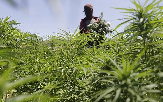 Un cultivateur dans sa plantation de cannabis dans le village de Yammouneh, dans la vallée Bekaa, au Liban, le 23 juillet 2018 (Crédit : . / AFP PHOTO / JOSEPH EID