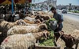 Un Egyptien nourrit ses moutons avant de les vendre dans un marché du Caire, à l'approche de l'Aid al-Adha, le16 août 2018. (Crédit : AFP / Khaled DESOUKI)