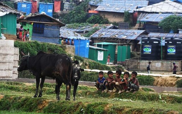 Des jeunes réfugiés rohingyas surveillent des vaches qu'ils vont abattre pour célébrer l'Aïd el-Adha, dans un camp de réfugiés au Bangladesh, le 21 août 2018. (Crédit : AFP / Dibyangshu SARKAR)