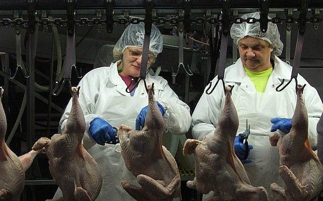 La chaîne d'assemblage de l'entreprise de volailles Empire Kosher Poultry en Pennsylvanie, la plus grande usine de volaille casher aux Etats-Unis. Elle produit chaque semaine 24 000 poulets et 27 000 dindes. (Crédit :Uriel Heilman/JTA)
